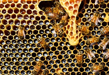 Cera de abelhas - uso medicinal