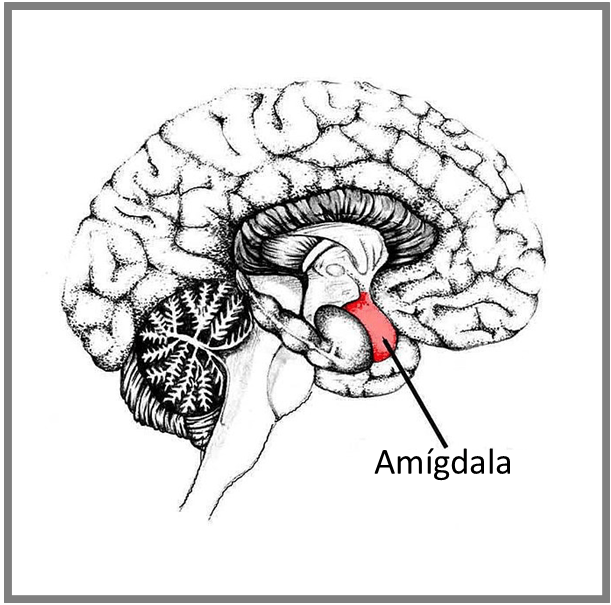 Amígdala, emoções e respiração