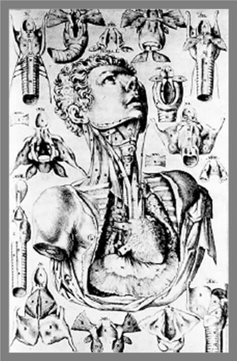 Sistema respiratório - Tabulae Anatomicae