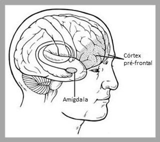 Emoções e respiração - córtex pré-frontal e amígdala