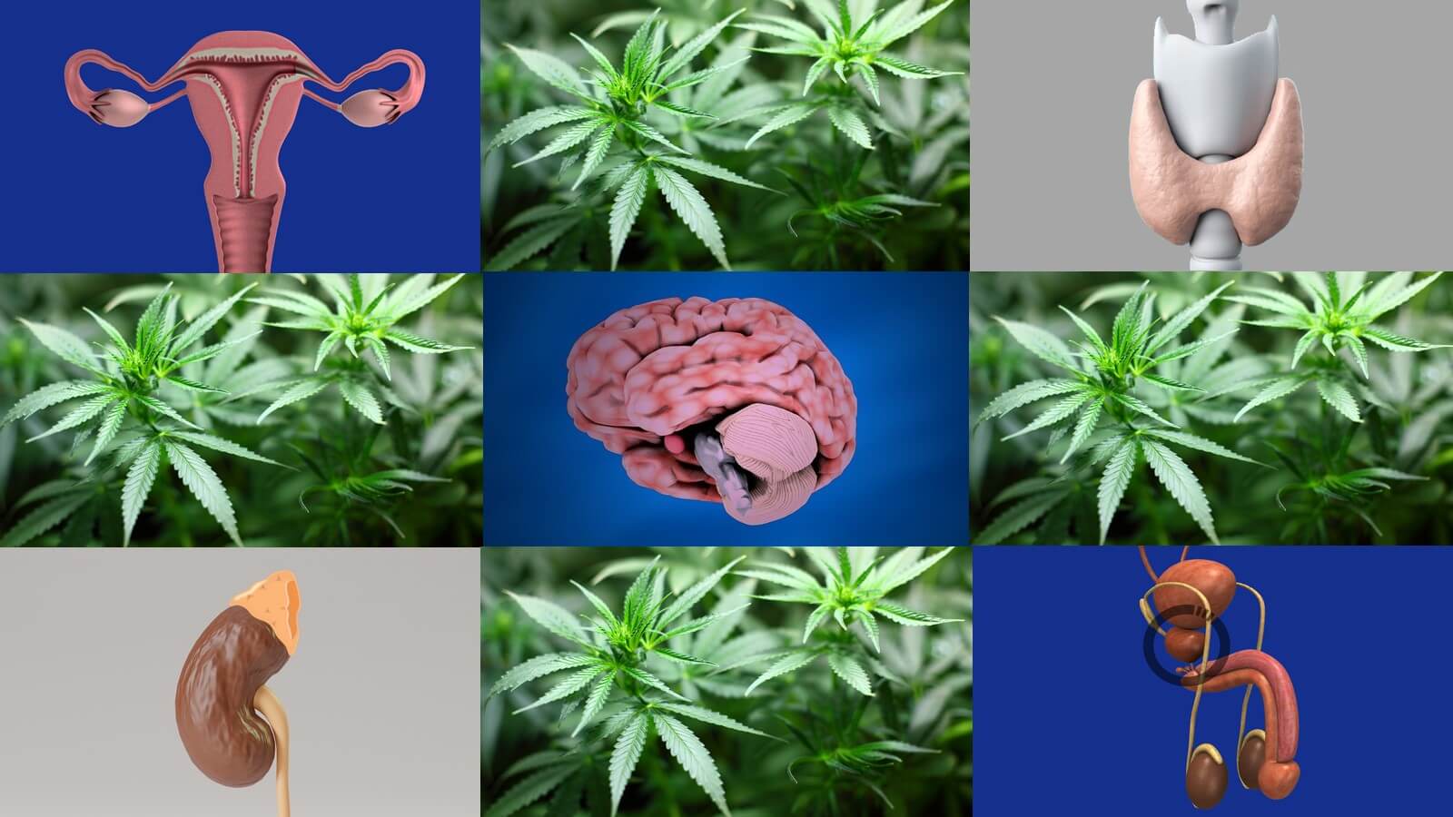 Cannabis - efeitos do THC sobre os hormônios