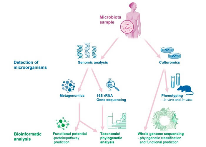 Microbiota vaginal e infertilidade