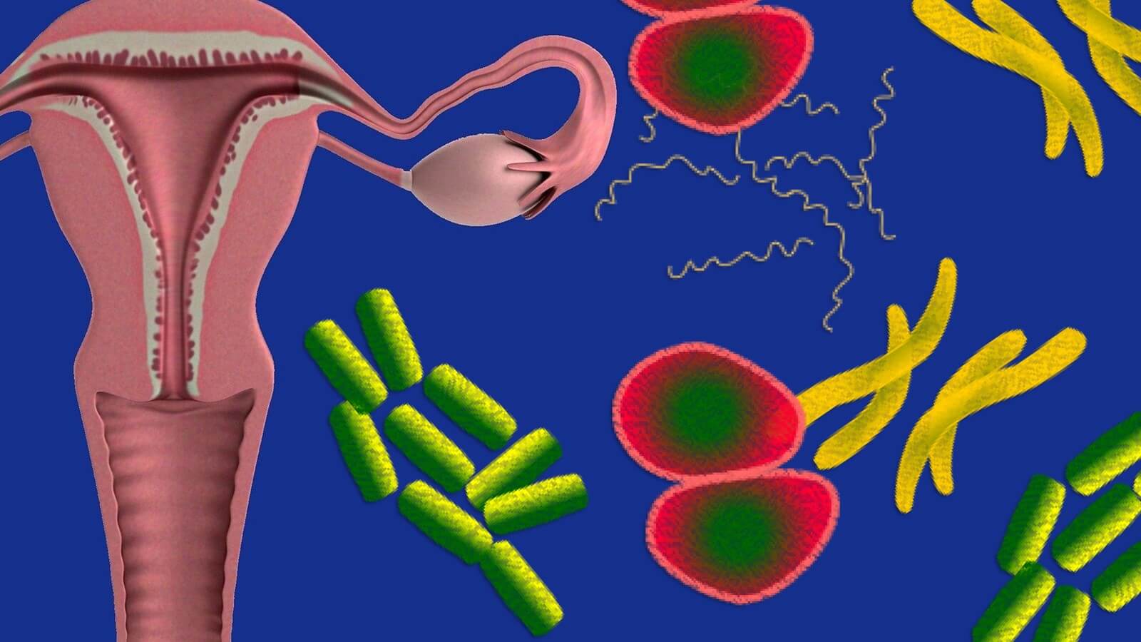 Microbioma vaginal e infertilidade