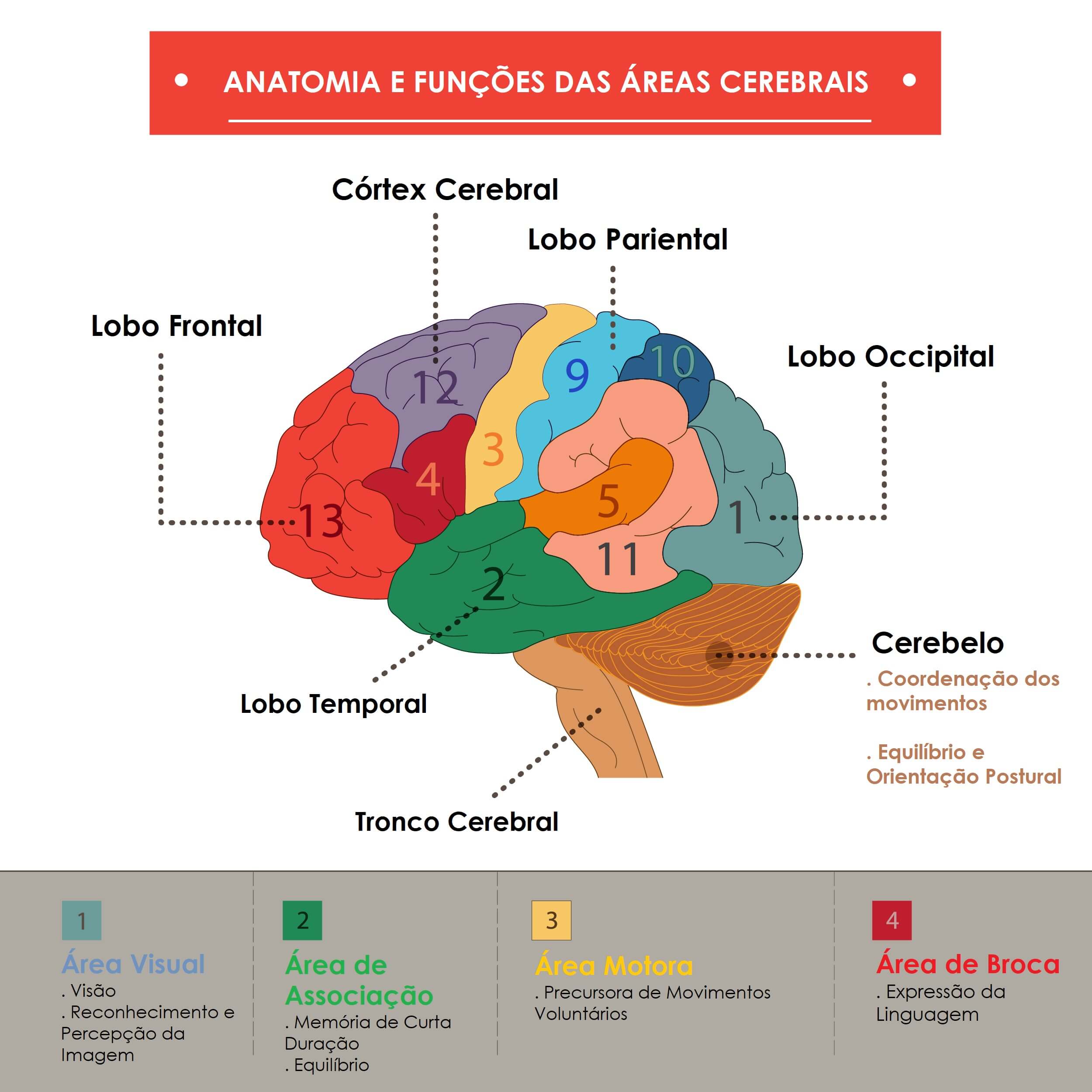 Demência e áreas cerebrais