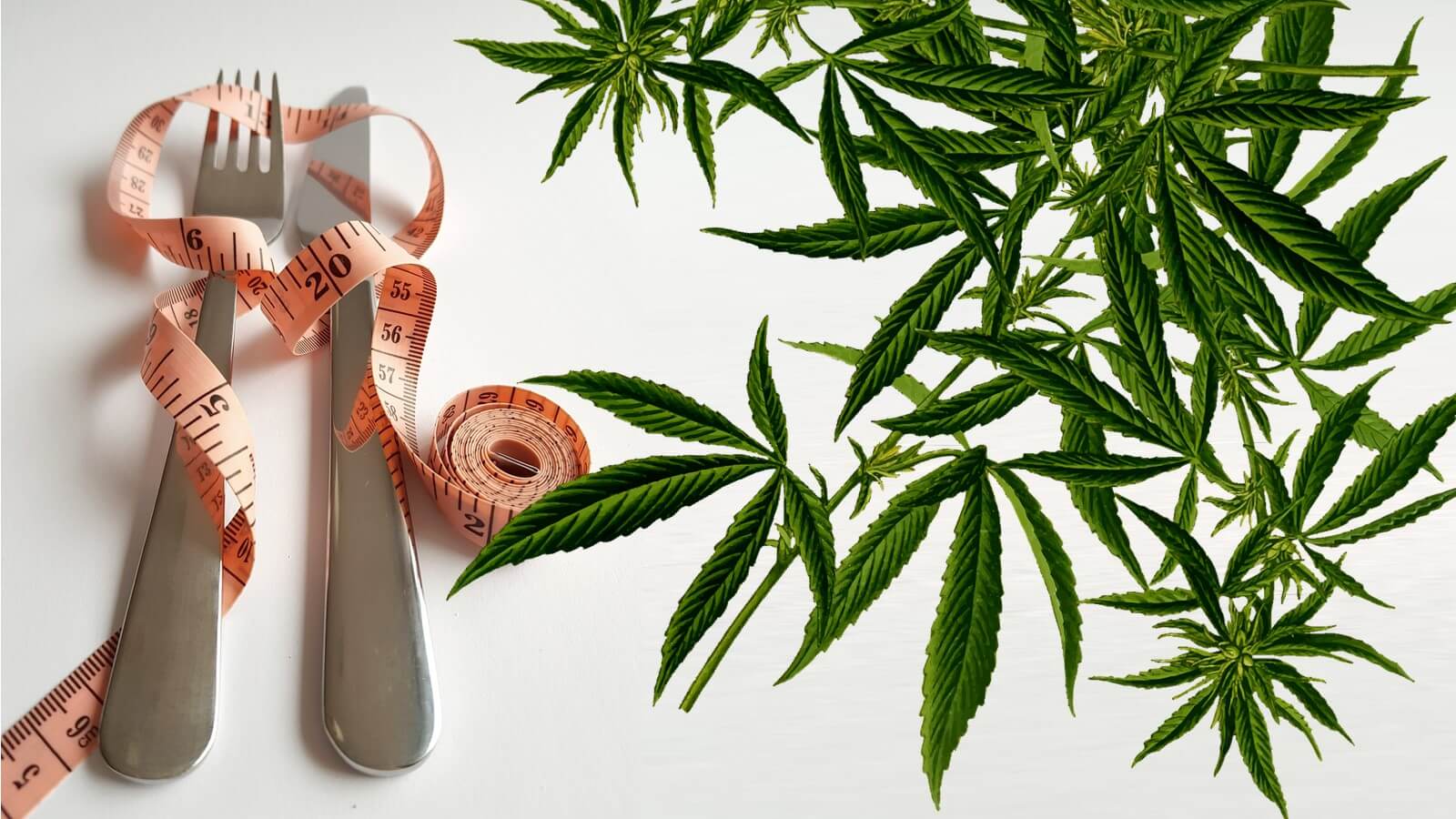 Cannabis medicinal e emagrecimento