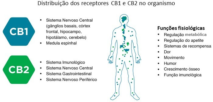 Cannabis medicinal - receptores CB1 e CB2
