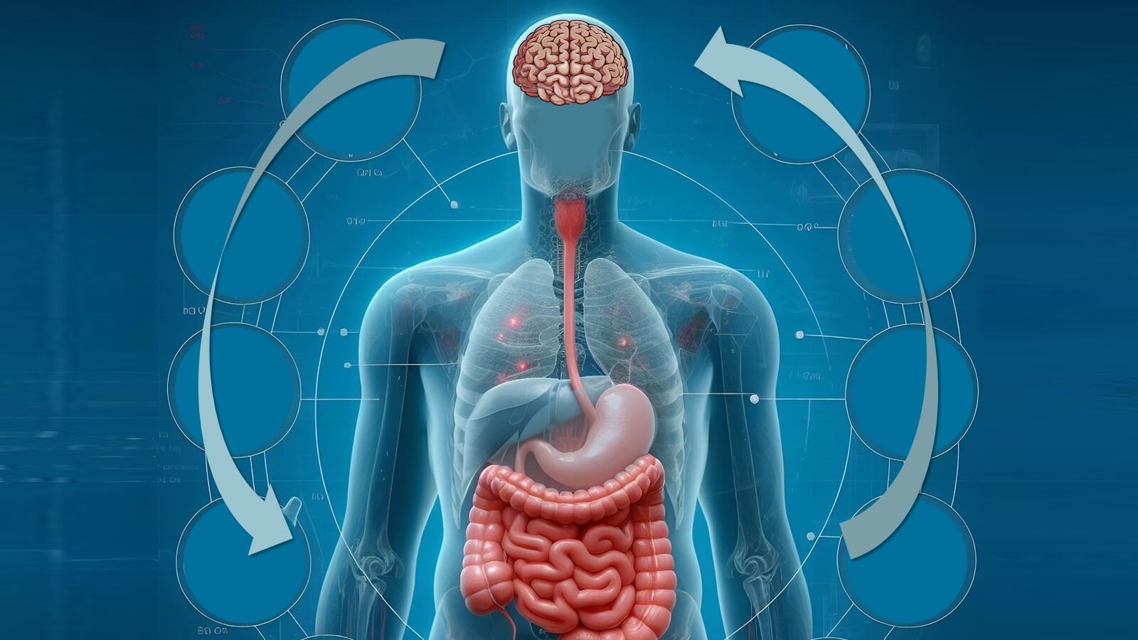 As relações entre o cérebro e o intestino