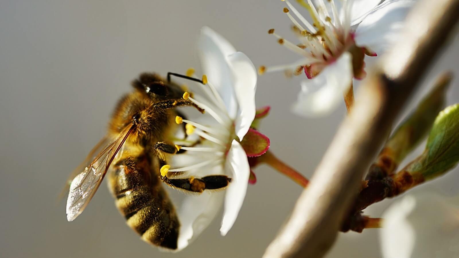 Tratamento de artrite com apitoxina