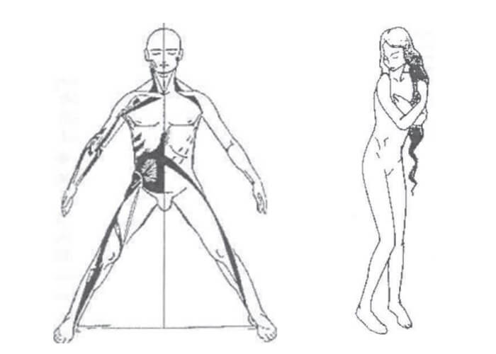 Cadeias musculares do método GDS