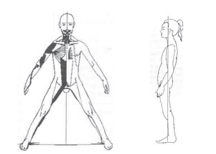 Cadeias musculares do método GDS