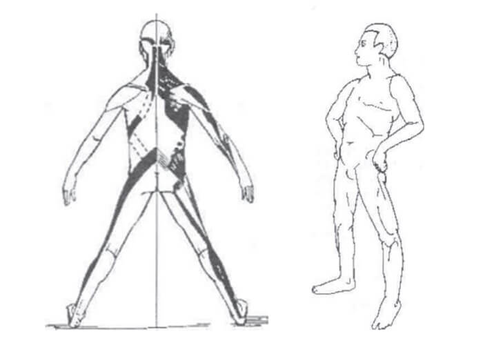 Cadeias musculares do método GDS