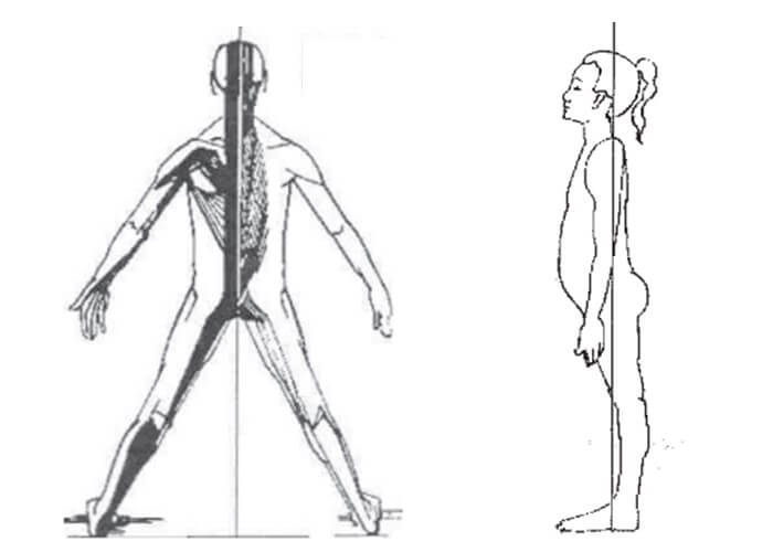 Cadeias musculares do método GDS