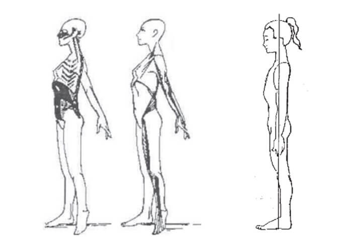 Cadeias musculares do método GDS