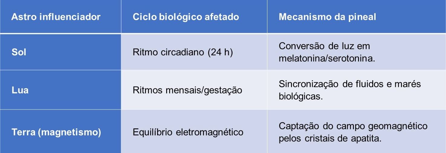 Influência da glândula pineal sobre os ritmos biológicos