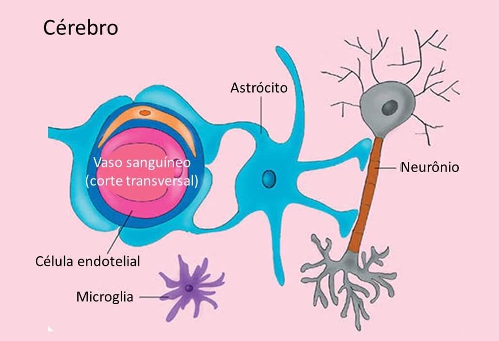 Glia, circulação sanguínea e rede neural