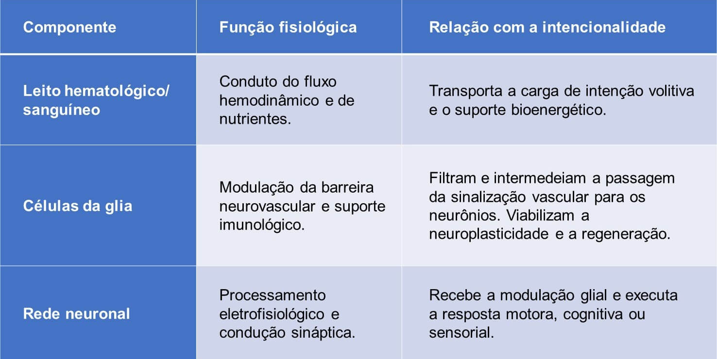 Glia como ponte entre o eixo cardíaco e a vasculatura cerebral